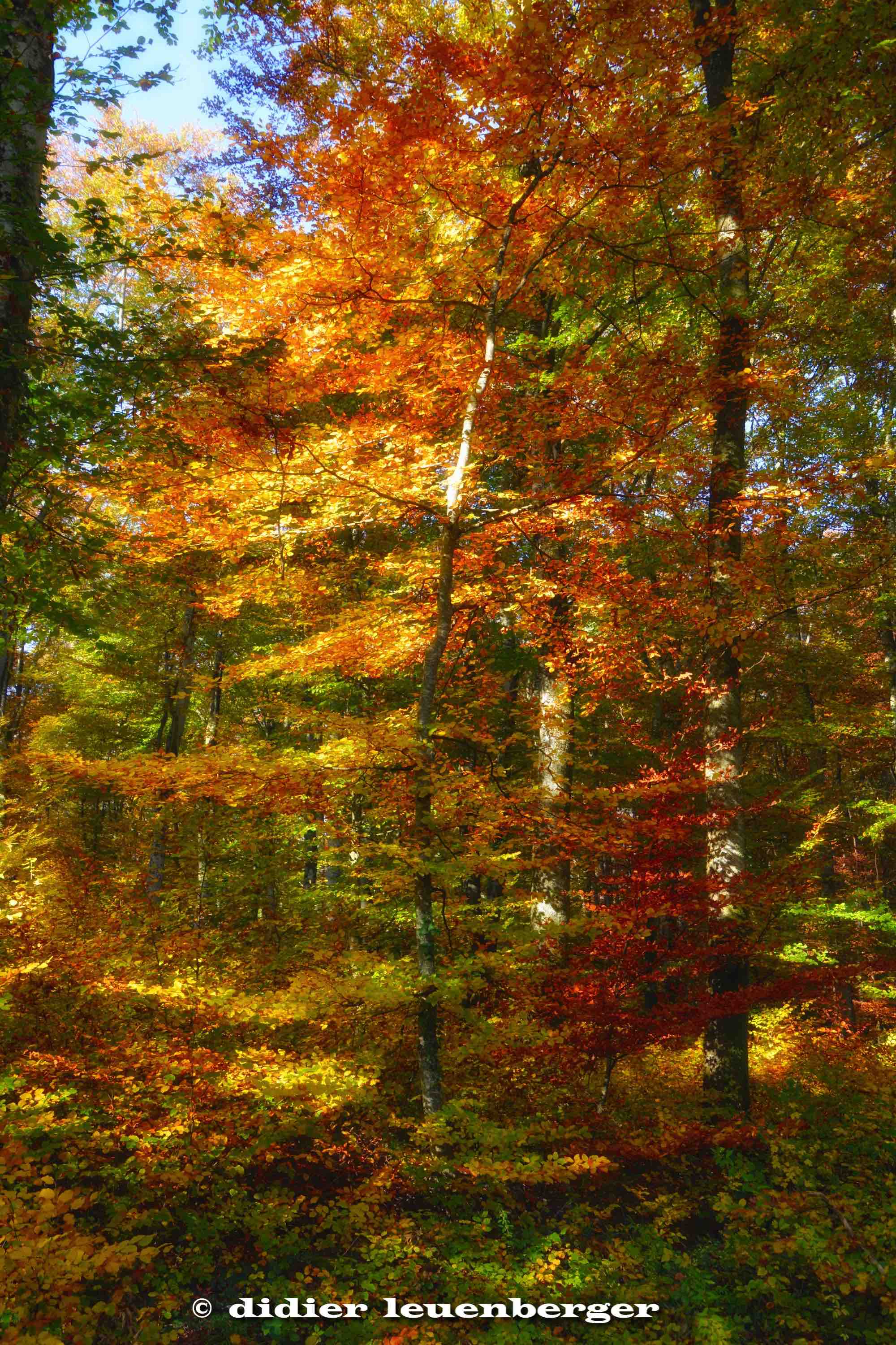 SUISSE BOIS DE CHÊNES PHOTO N7100 18 OCTOBRE 2017 111_HDR3.jpg