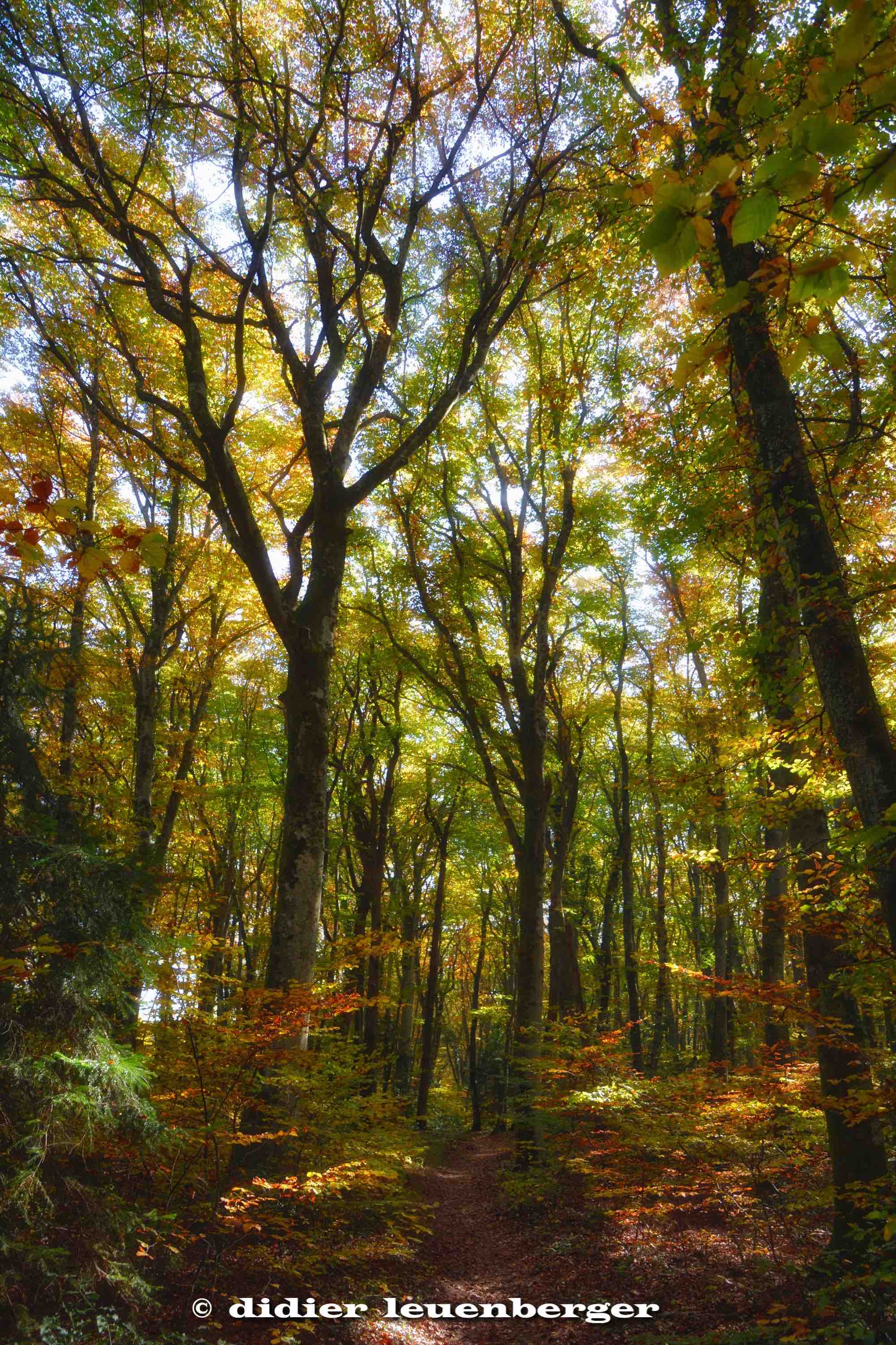 SUISSE BOIS DE CHÊNES PHOTO N7100 18 OCTOBRE 2017 139_HDR3.jpg