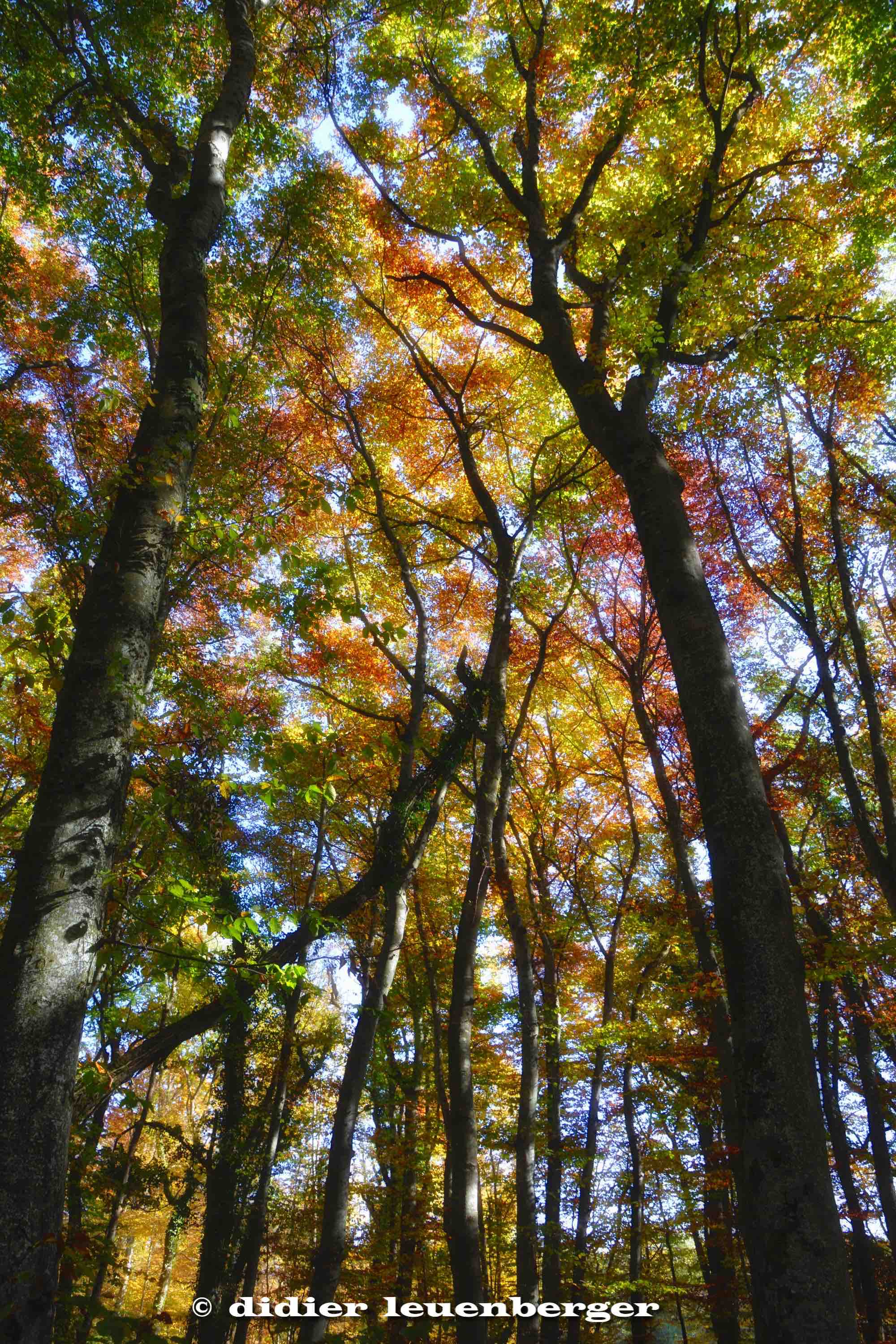 SUISSE BOIS DE CHÊNES PHOTO N7100 18 OCTOBRE 2017 179_HDR3.jpg