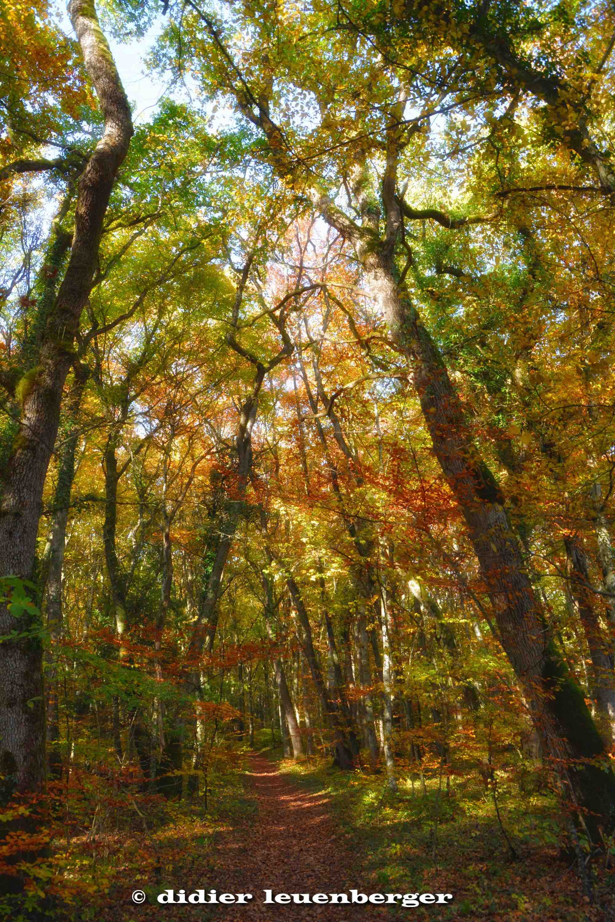 SUISSE BOIS DE CHÊNES PHOTO N7100 18 OCTOBRE 2017 183_HDR4.jpg