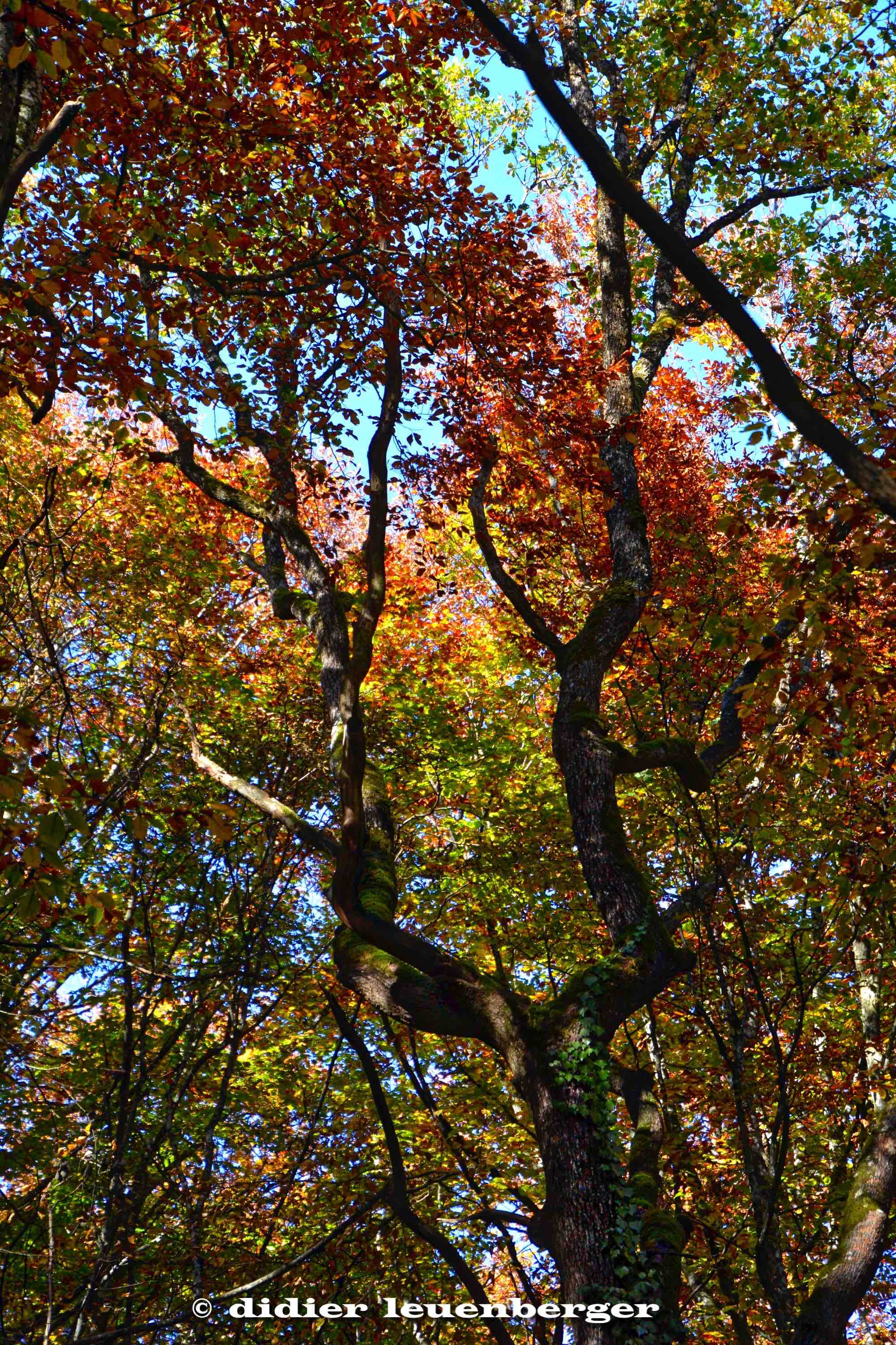 SUISSE BOIS DE CHÊNES PHOTO N7100 18 OCTOBRE 2017 182_HDR1.jpg