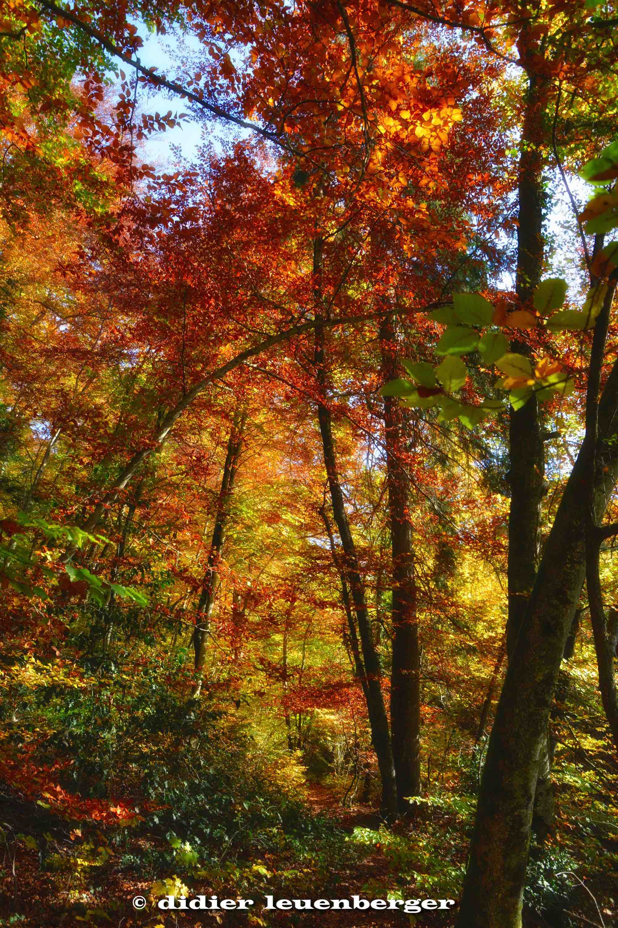 SUISSE BOIS DE CHÊNES PHOTO N7100 18 OCTOBRE 2017 225_HDR3.jpg