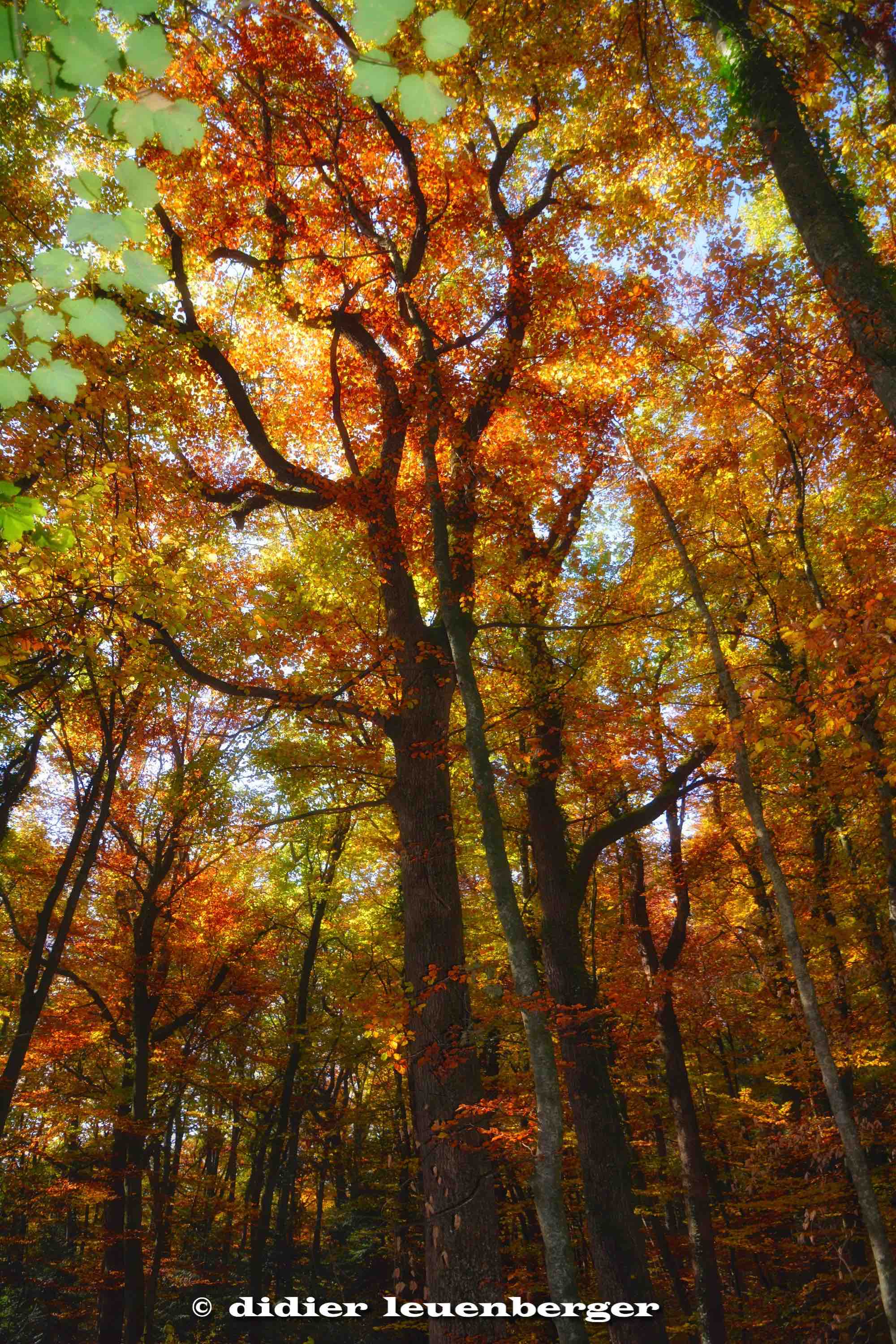 SUISSE BOIS DE CHÊNES PHOTO N7100 18 OCTOBRE 2017 270_HDR3.jpg