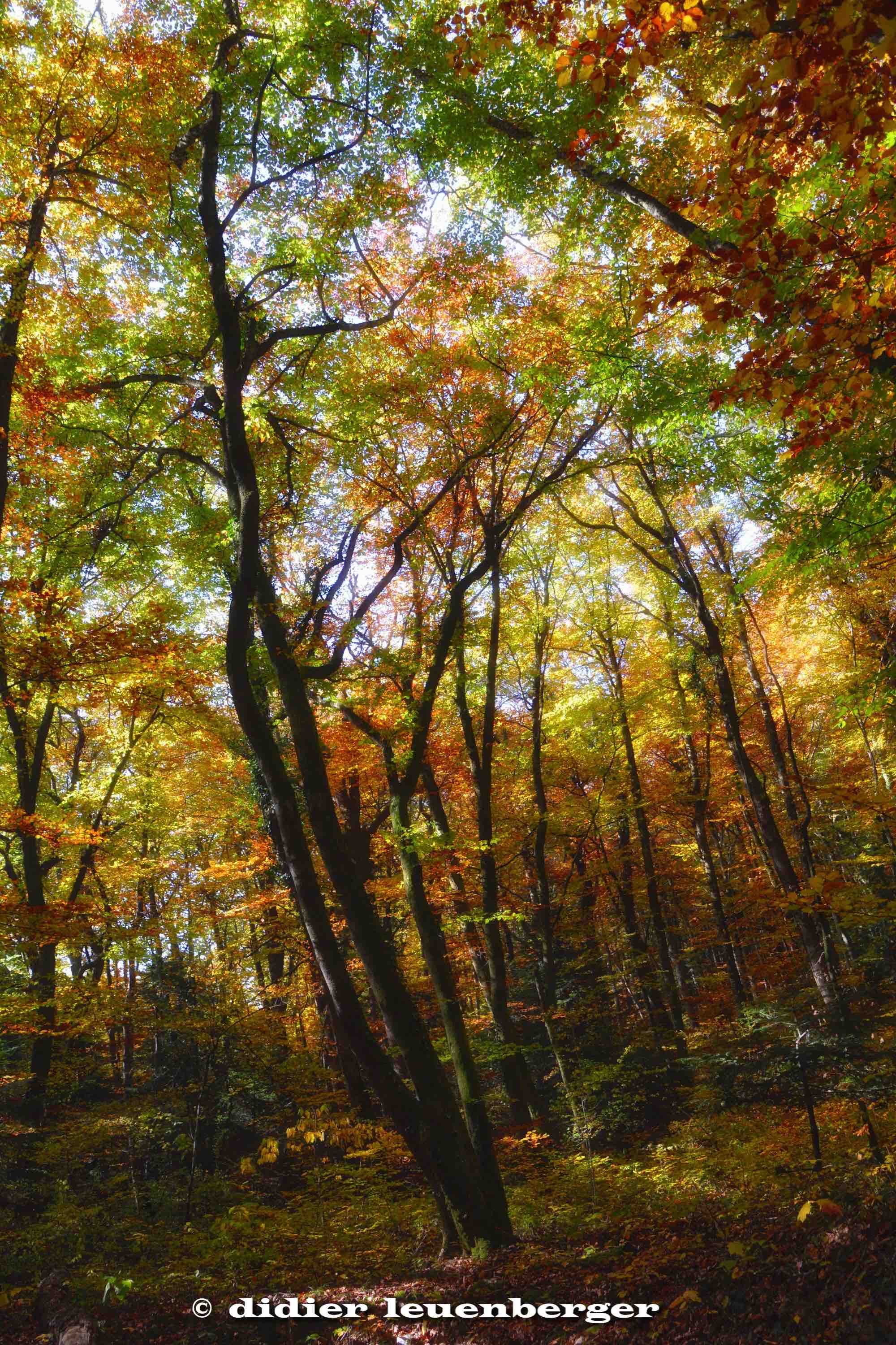 SUISSE BOIS DE CHÊNES PHOTO N7100 18 OCTOBRE 2017 279_HDR2.jpg