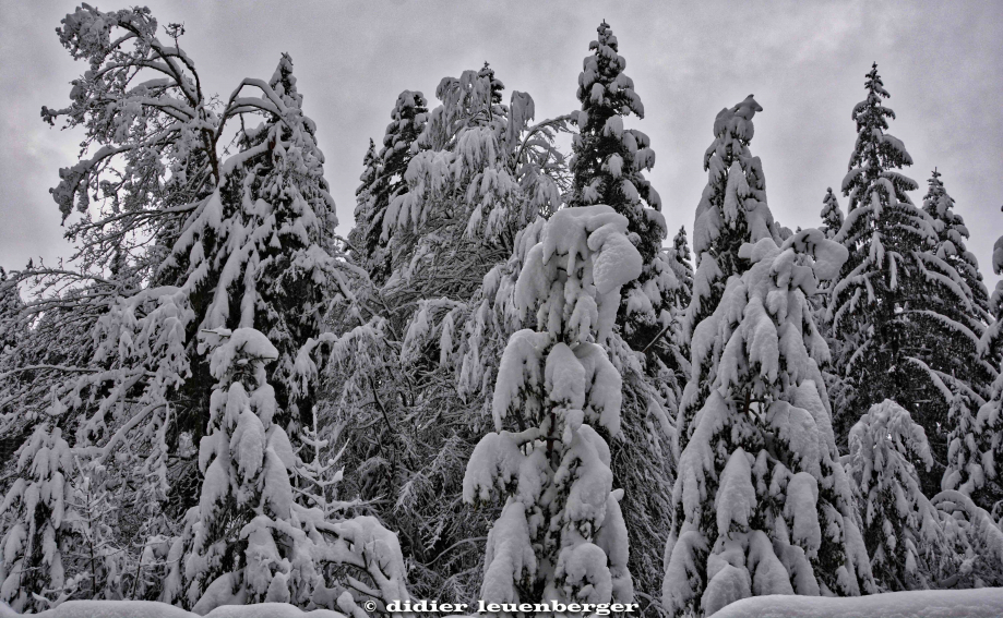 SUISSE PACCOTS PHOTO N7100 12 DECEMBRE 2017 19_HDR1.jpg