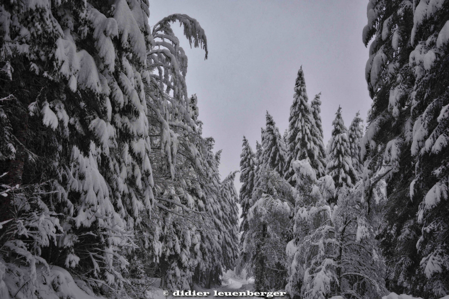 SUISSE PACCOTS PHOTO N7100 12 DECEMBRE 2017 159_HDR6.jpg