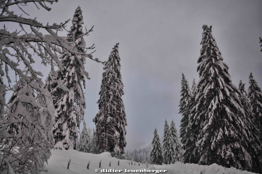 SUISSE PACCOTS PHOTO N7100 12 DECEMBRE 2017 199_HDR1.jpg