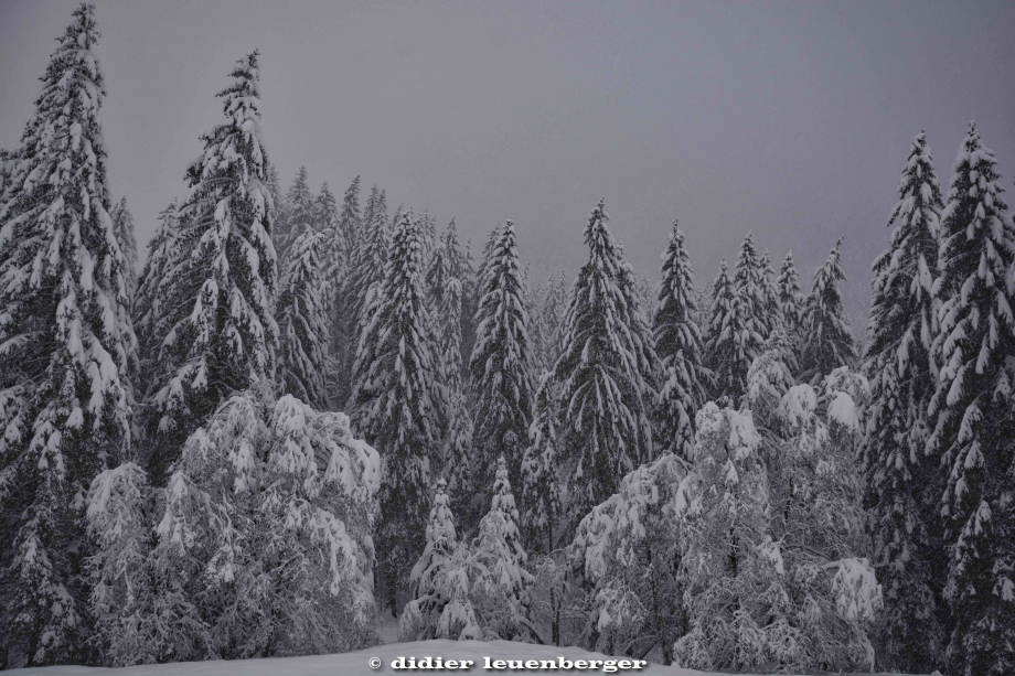 SUISSE PACCOTS PHOTO N7100 12 DECEMBRE 2017 235_HDR1.jpg