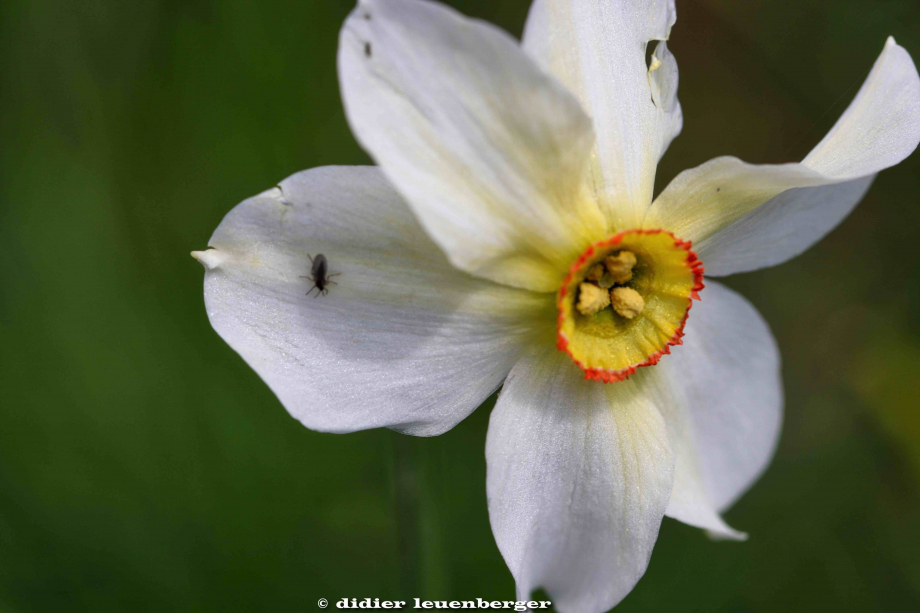 SUISSEDENT DE LIS PHOTOS D80 PHOTOS 22 MAI 2018 96_HDR1.jpg