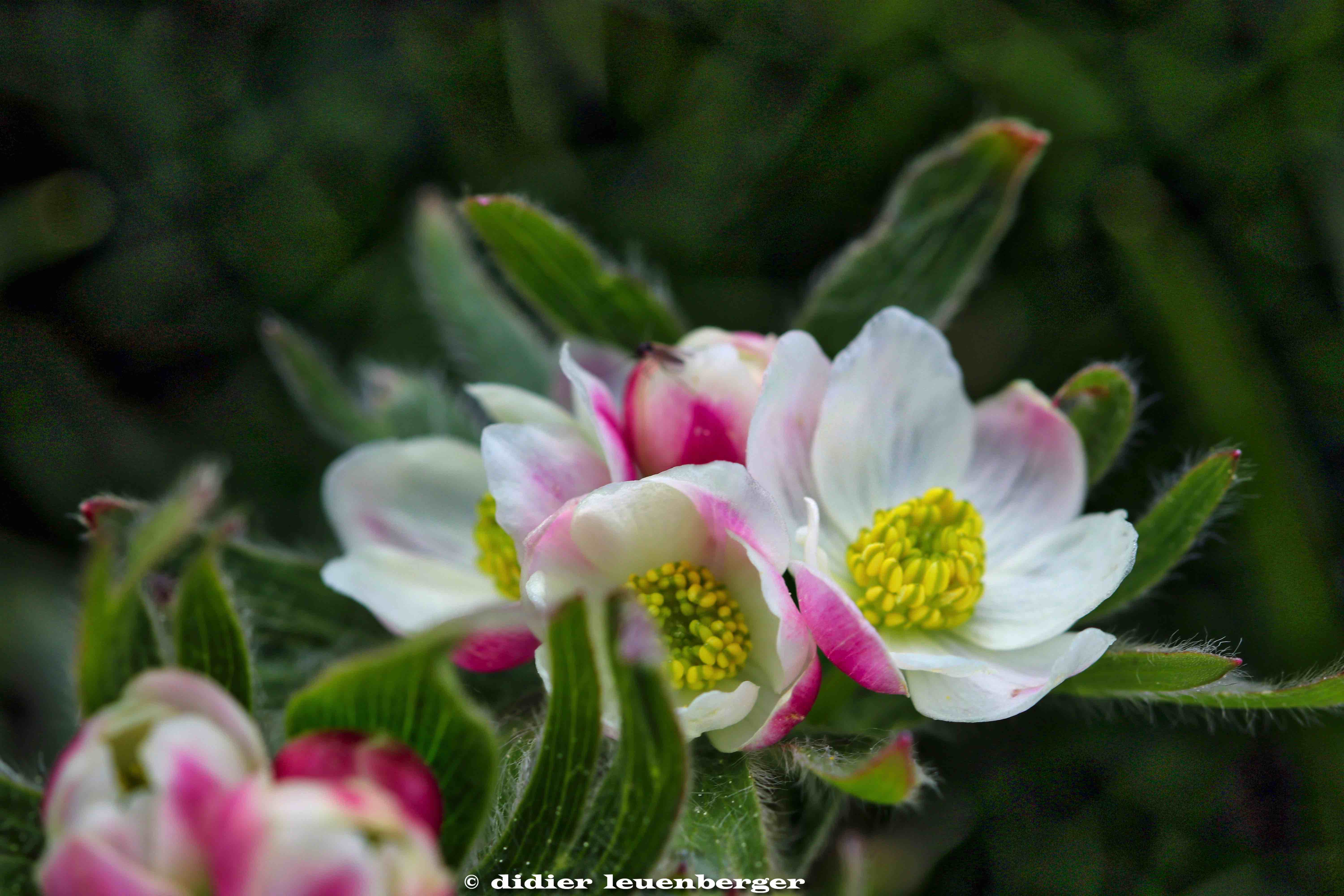 SUISSEDENT DE LIS PHOTOS D80 PHOTOS 22 MAI 2018 120_HDR1.jpg