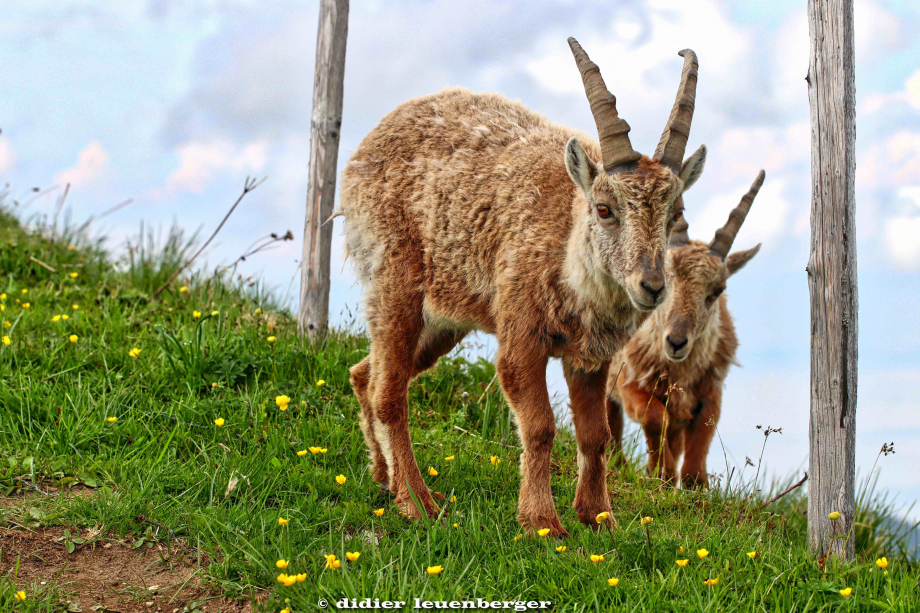 SUISSEDENT DE LIS PHOTOS D80 PHOTOS 22 MAI 2018 199_HDR1.jpg