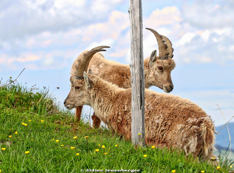 SUISSEDENT DE LIS PHOTOS D80 PHOTOS 22 MAI 2018 240_HDR1.jpg