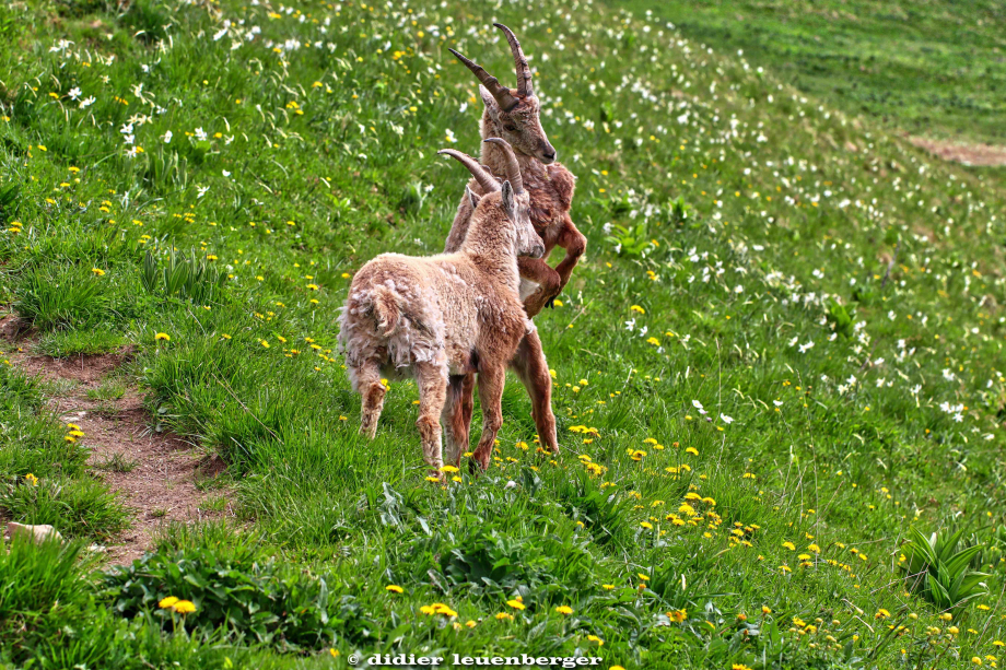 SUISSEDENT DE LIS PHOTOS D80 PHOTOS 22 MAI 2018 370_HDR1.jpg