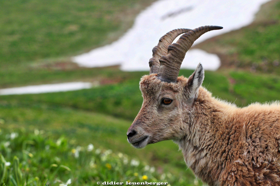 SUISSEDENT DE LIS PHOTOS D80 PHOTOS 22 MAI 2018 605_HDR1.jpg