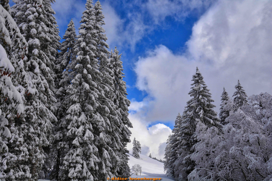 SUISSE POY-PETIT OISEAU D7100 CADRES 18 MARS 201999.jpg