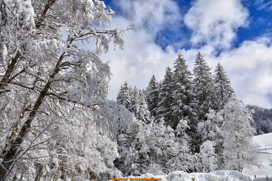 SUISSE POY-PETIT OISEAU D7100 CADRES 18 MARS 2019134.jpg