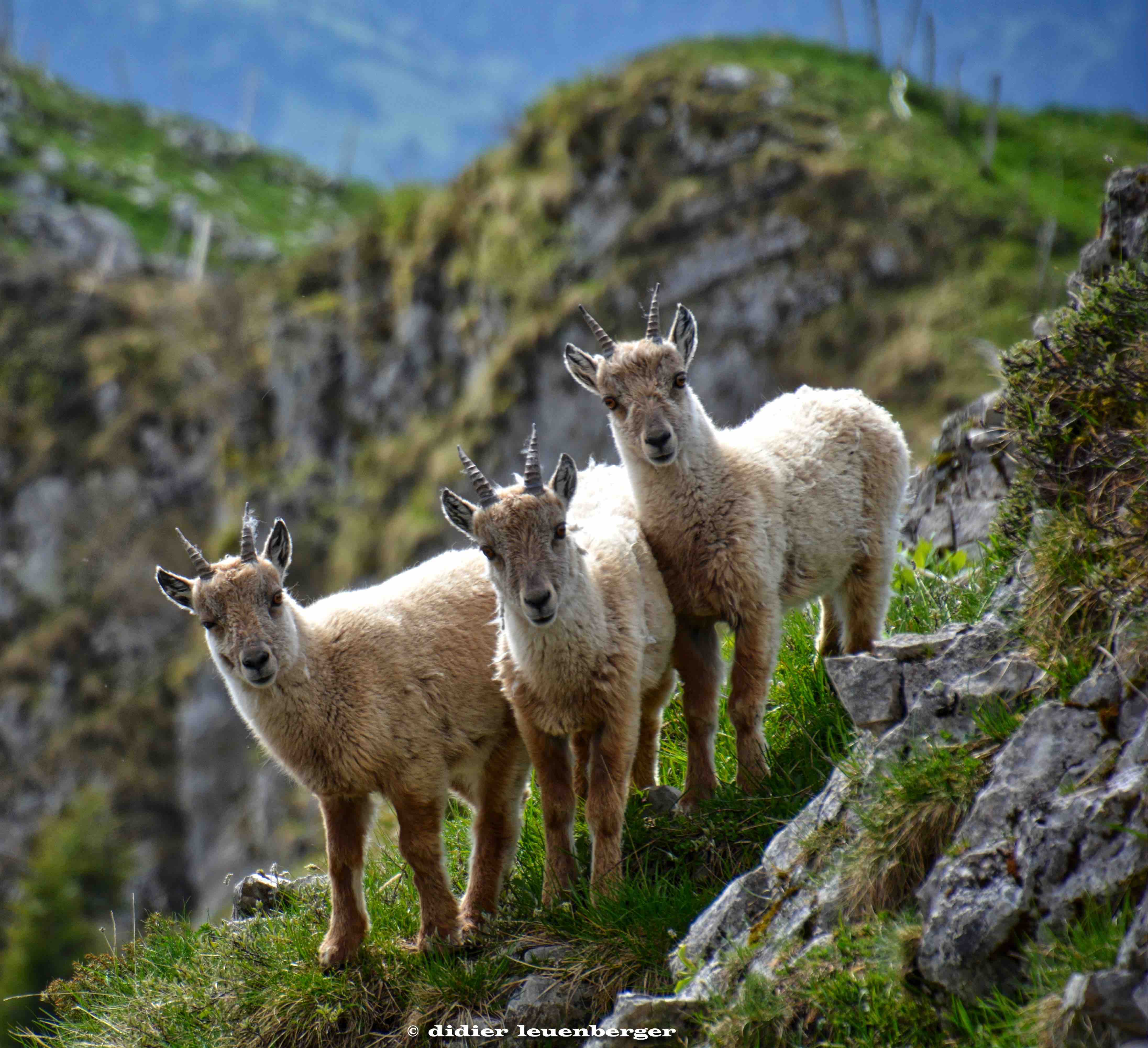 SUISSE SELECT HDR D7100 DENT DE LIS 22 MAI 201882.jpg