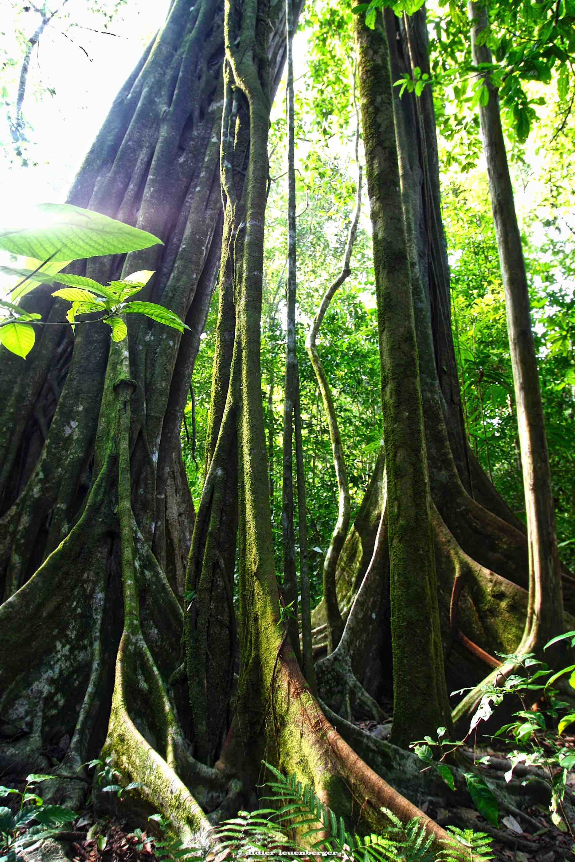 COSTA RICA D5 HIVER 2011-2012 469_HDR2.jpg