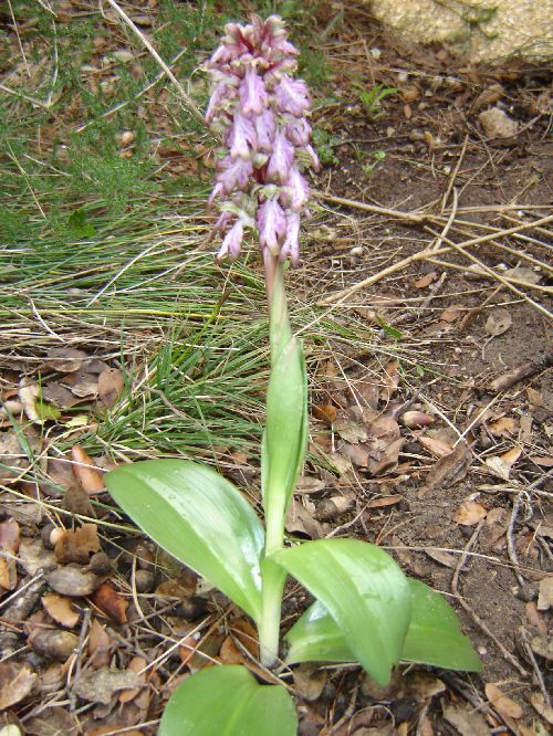 Barlia robertiana - Orchis géant