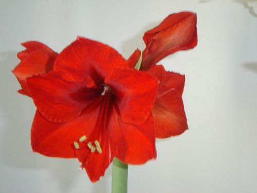 Hippeastrum 