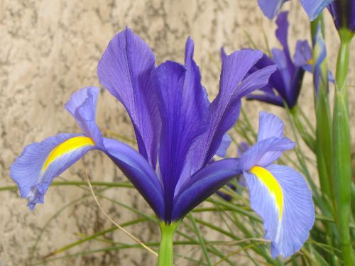 Iris hollandica