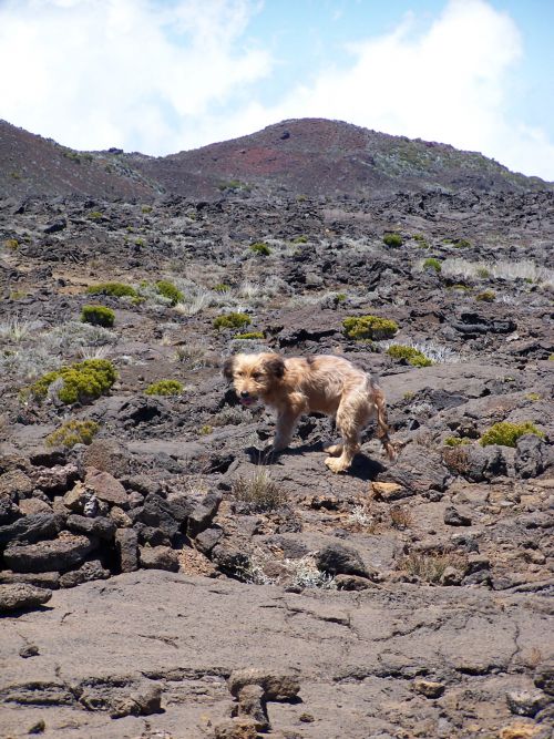 au volcan lors de la rando pour aller voir l'éruption de la fournaise