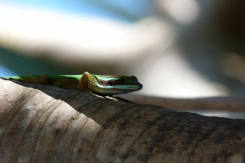 Un geko endémique sur une zone de 4000 m², à manapany