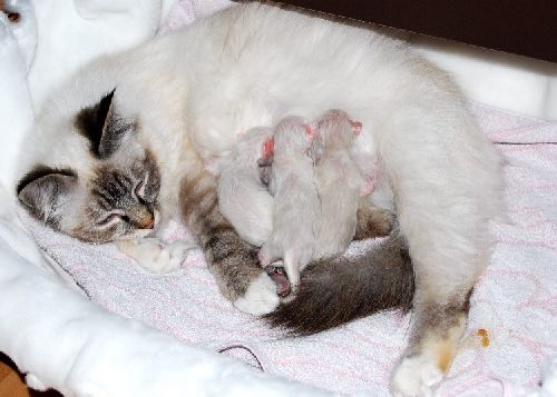 Trois petits chatons sont nés entre le 25 et le 26 avril