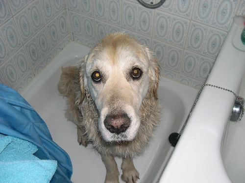 Moi, je n\'aime pas quand on me douche!