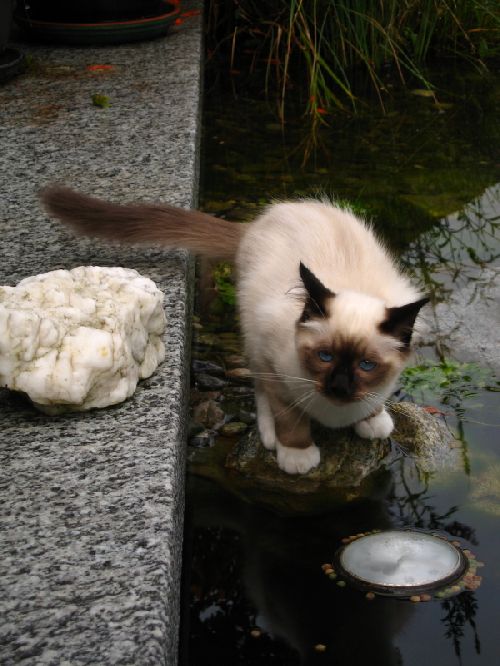 Dali aimerait goutter la nourriture pour poisson