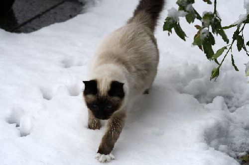 Dali fait ses premiers pas dans la neige