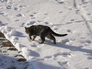 Choupette la petite chatte dans sa première neige!Curieuse!