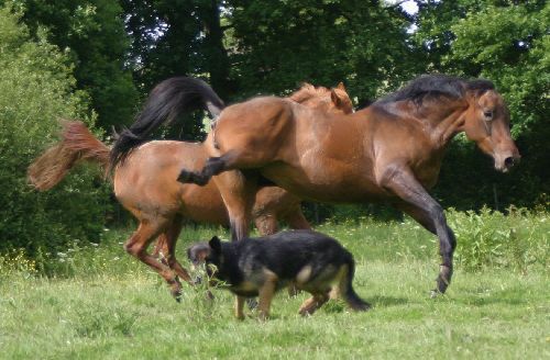 Le cheval proie?