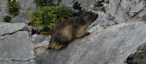 Une marmotte en alerte