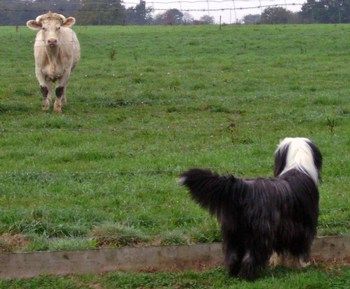 10 2009 Vib, face à face avec une vache