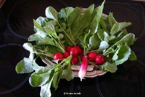 Les premiers radis sur fond de salade-asperge !
