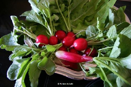 Ils sont délicieux.... et la verdure ira rejoindre les légumes de notre soupe-maison...