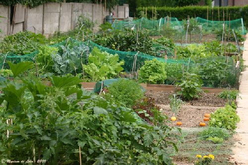 4 juillet 2009 : Qu'ils sont beaux nos potagers !