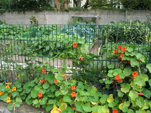 Le potager de Claire : 23-07-2009