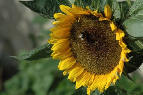 Photo de Annie et André : Un bourdon, une coccinelle sur un Soleil