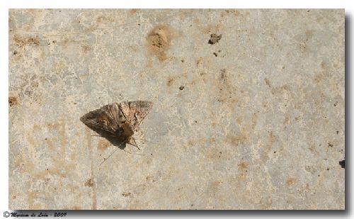  De la part de Myriam : Lambda ou Autographa gamma