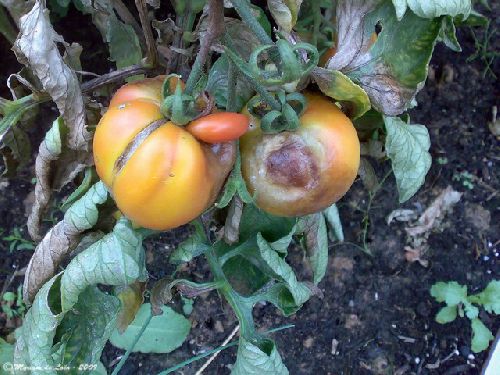 Mildiou sur les tomates