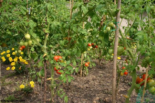 Potager de Myriam et Jean-Pierre : 24-08-2009