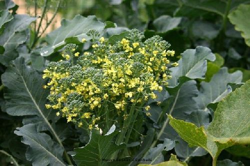 Fleurs de Brocolis