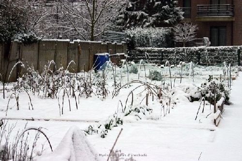 17 décembre 2009 : il neige sur nos potagers !