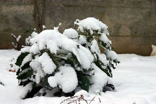 17 décembre 2009 : il neige sur nos potagers !