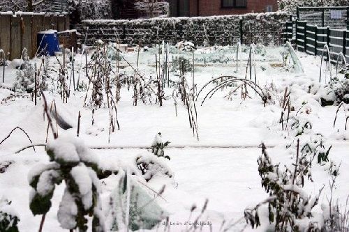 17 décembre 2009 : il neige sur nos potagers !