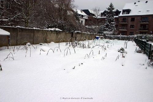 15 cm de neige recouvre le Potager