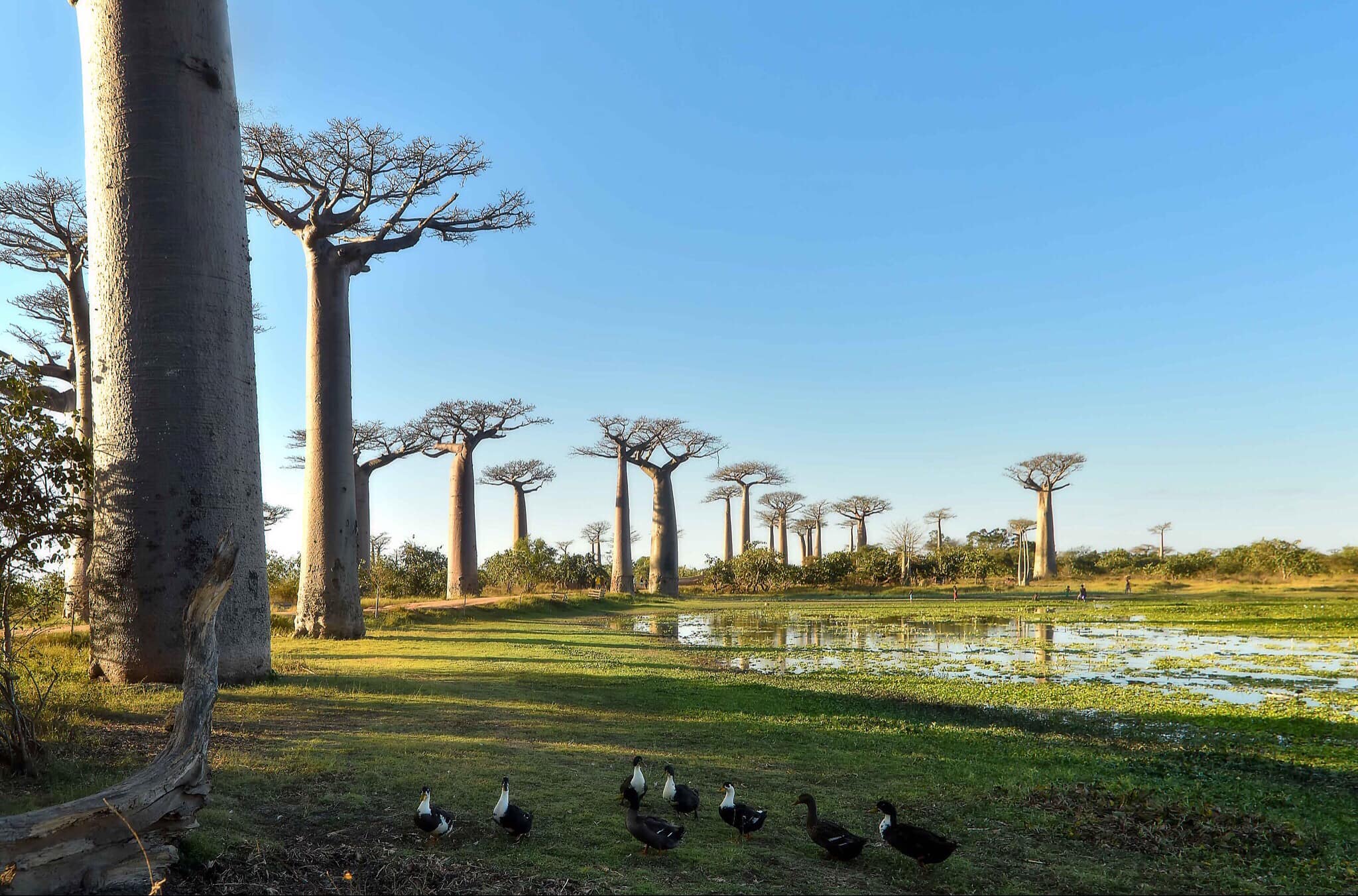 MADAGASCAR, votre rêve !
MADAGASCAR , nature !
MADAGASCAR , vos prochaines vacances !