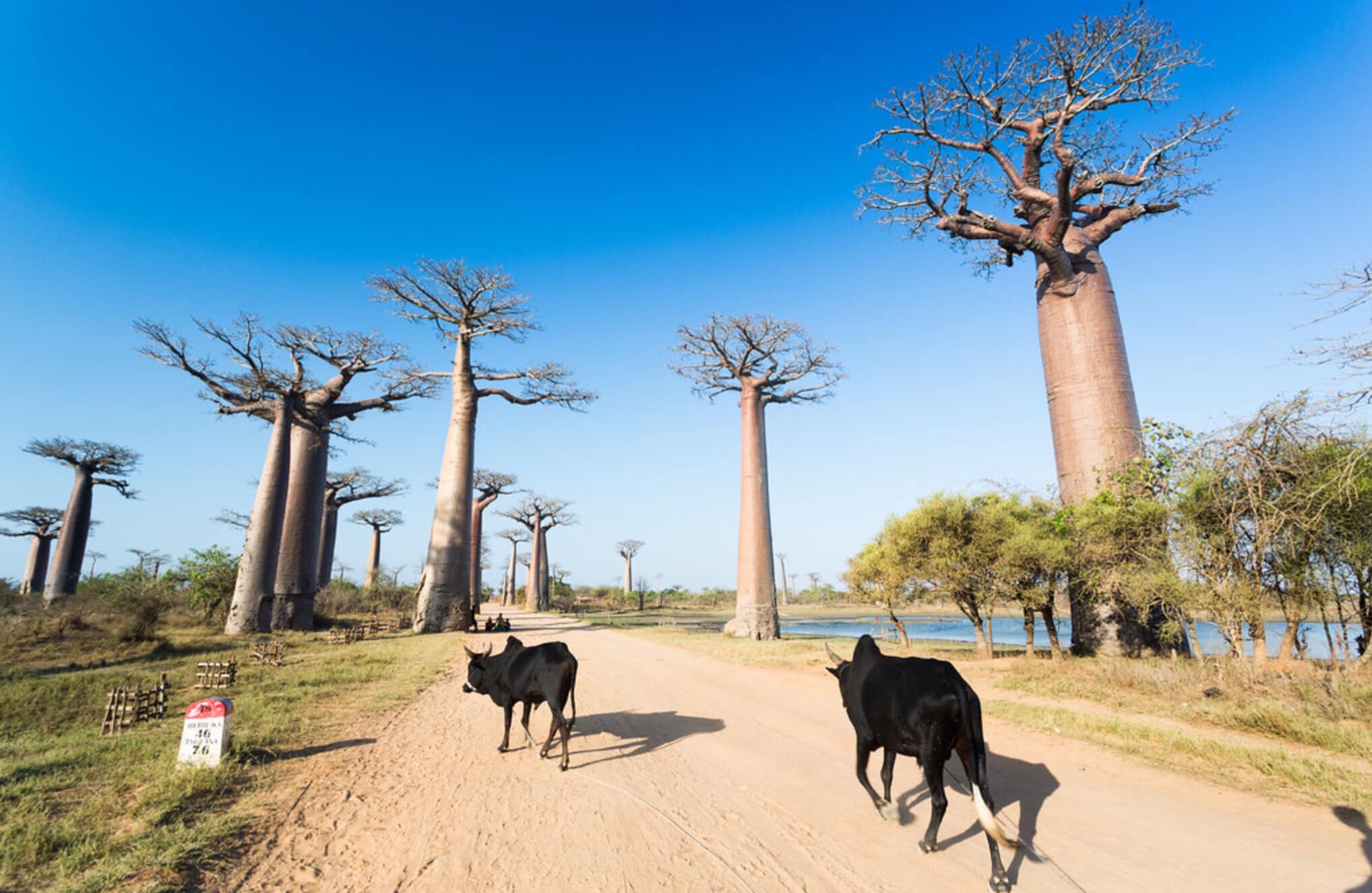 L'allée des baobabs sur la route des Tsingy